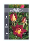 Picture of ROSE TARANTELLA (HT)                                                                                                                                  