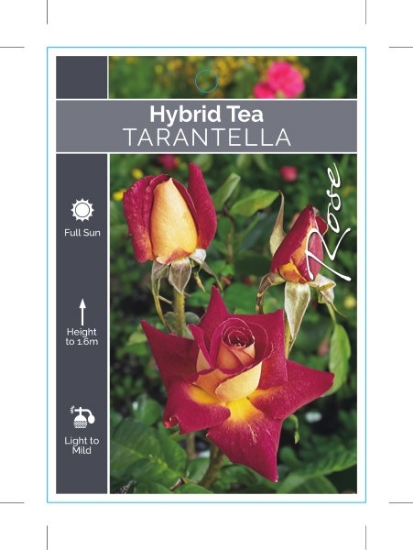 Picture of ROSE TARANTELLA (HT)                                                                                                                                  
