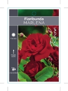 Picture of ROSE MARLENA (FL)                                                                                                                                     