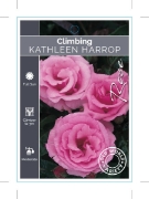 Picture of ROSE KATHLEEN HARROP CLIMBING (OW)                                                                                                                    