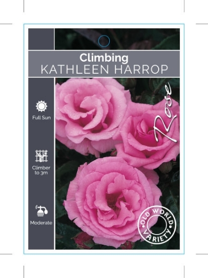 Picture of ROSE KATHLEEN HARROP CLIMBING (OW)                                                                                                                    