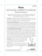 Picture of ROSE KATHLEEN HARROP CLIMBING (OW)                                                                                                                    
