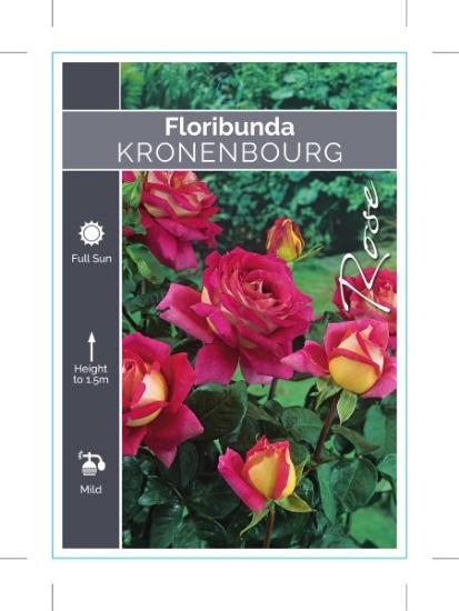 Picture of ROSE KRONENBOURG (HT)                                                                                                                                 