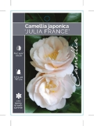 Picture of CAMELLIA JULIA FRANCE                                                                                                                                 