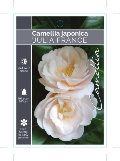 Picture of CAMELLIA JULIA FRANCE                                                                                                                                 