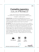 Picture of CAMELLIA JULIA FRANCE                                                                                                                                 