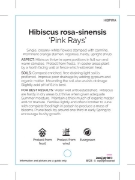 Picture of HIBISCUS PINK RAYS                                                                                                                                    