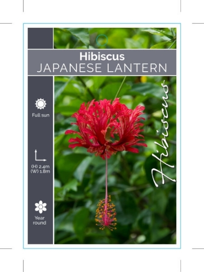 Picture of HIBISCUS SCHIZOPETALUS JAPANESE LANTERN                                                                                                               