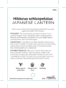 Picture of HIBISCUS SCHIZOPETALUS JAPANESE LANTERN                                                                                                               