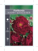 Picture of ROSE HAPPY WANDERER (FL)                                                                                                                              