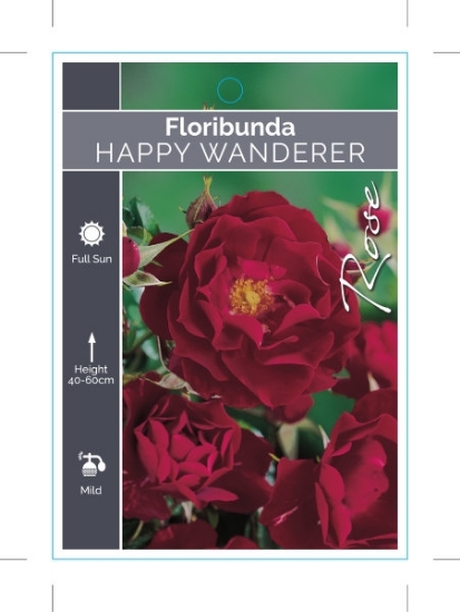 Picture of ROSE HAPPY WANDERER (FL)                                                                                                                              