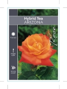 Picture of ROSE ARIZONA (HT)                                                                                                                                     
