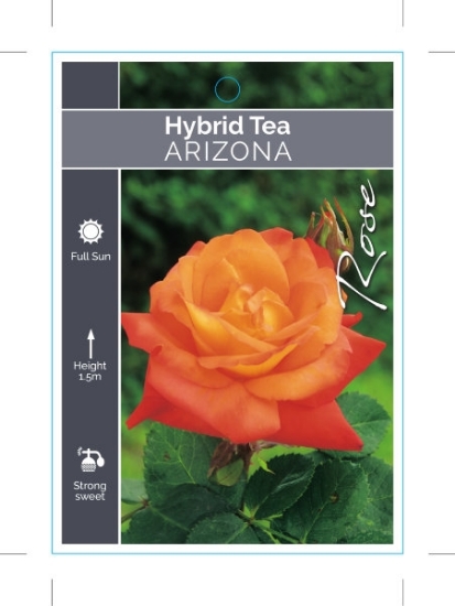 Picture of ROSE ARIZONA (HT)                                                                                                                                     