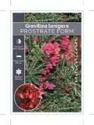 Picture of GREVILLEA LANIGERA PROSTRATE WOOLLY GREVILLEA                                                                                                         