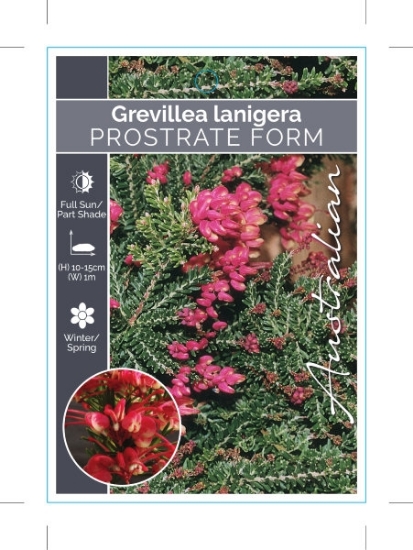 Picture of GREVILLEA LANIGERA PROSTRATE WOOLLY GREVILLEA                                                                                                         
