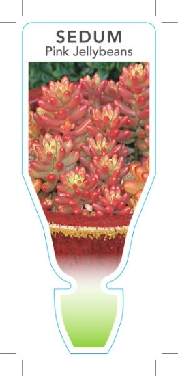 Picture of SEDUM RUBROTINCTUM AURORA PINK JELLYBEANS                                                                                                             
