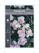 Picture of ROSE BLUSHING PINK ICEBERG (FL)                                                                                                                       