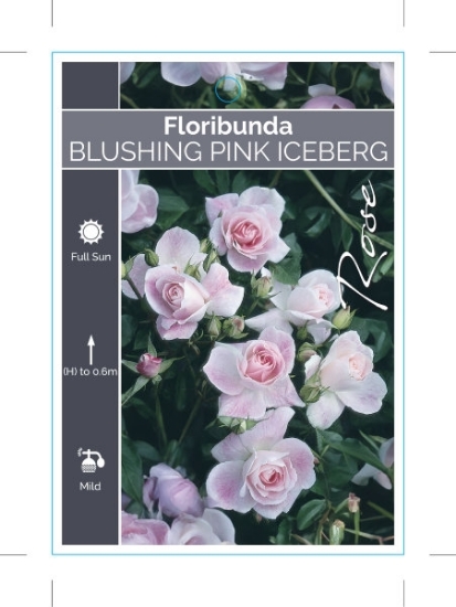 Picture of ROSE BLUSHING PINK ICEBERG (FL)                                                                                                                       