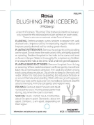 Picture of ROSE BLUSHING PINK ICEBERG (FL)                                                                                                                       