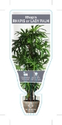 Picture of PALM RHAPIS EXCELSA LADY PALM                                                                                                                         