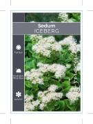 Picture of SUCCULENT SEDUM ICEBERG                                                                                                                               