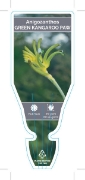Picture of ANIGOZANTHOS VIRIDIS GREEN                                                                                                                            