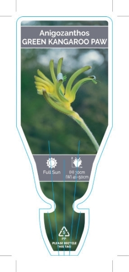 Picture of ANIGOZANTHOS VIRIDIS GREEN                                                                                                                            