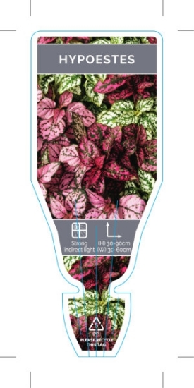 Picture of HOUSEPLANT HYPOESTES                                                                                                                                  