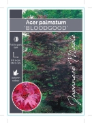Picture of ACER PALMATUM BLOODGOOD JAPANESE MAPLE Jumbo Tag                                                                                                      