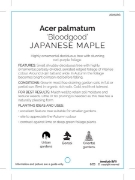 Picture of ACER PALMATUM BLOODGOOD JAPANESE MAPLE Jumbo Tag                                                                                                      