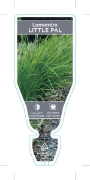 Picture of LOMANDRA LITTLE PAL Lomandra confertifolia                                                                                                            