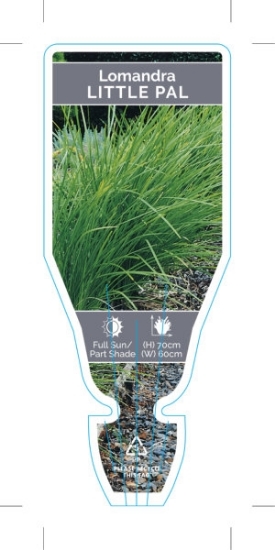 Picture of LOMANDRA LITTLE PAL Lomandra confertifolia                                                                                                            