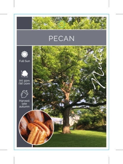Picture of NUT PECAN (TICK BOX)                                                                                                                                  