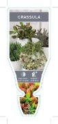 Picture of SUCCULENT CRASSULA (UNNAMED VARIETY)                                                                                                                  