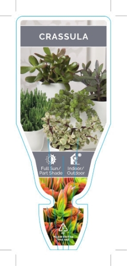 Picture of SUCCULENT CRASSULA (UNNAMED VARIETY)                                                                                                                  