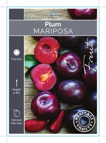 Picture of FRUIT PLUM MARIPOSA (HERITAGE) Jumbo Tag                                                                                                              