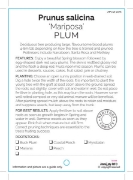 Picture of FRUIT PLUM MARIPOSA (HERITAGE) Jumbo Tag                                                                                                              
