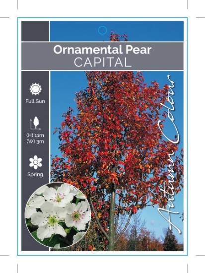 Picture of PYRUS CALLERYANA CAPITAL ORNAMENTAL PEAR Jumbo Tag                                                                                                    