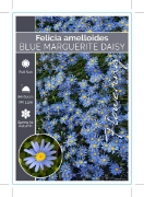 Picture of **FELICIA AMELLOIDES BLUE MARGUERITE DAISY                                                                                                            