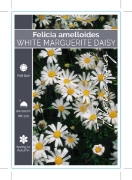 Picture of **FELICIA AMELLOIDES WHITE MARGUERITE DAISY                                                                                                           