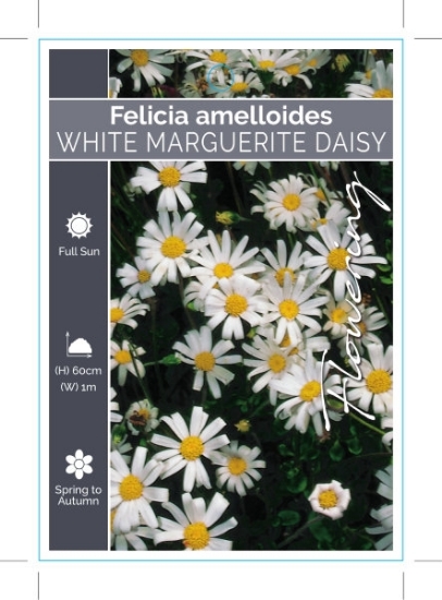 Picture of **FELICIA AMELLOIDES WHITE MARGUERITE DAISY                                                                                                           