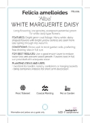 Picture of **FELICIA AMELLOIDES WHITE MARGUERITE DAISY                                                                                                           