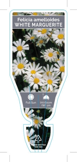 Picture of FELICIA AMELLOIDES WHITE MARGUERITE                                                                                                                   