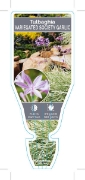 Picture of TULBAGHIA VIOLACEA VARIEGATA SOCIETY GARLIC                                                                                                           