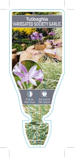 Picture of TULBAGHIA VIOLACEA VARIEGATA SOCIETY GARLIC                                                                                                           