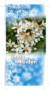 Picture of RHAPHIOLEPIS SNOW MAIDEN                                                                                                                              