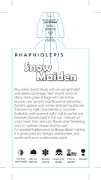 Picture of RHAPHIOLEPIS SNOW MAIDEN                                                                                                                              