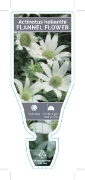 Picture of ACTINOTUS HELIANTHI FLANNEL FLOWER                                                                                                                    