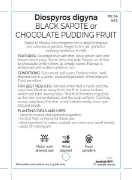 Picture of FRUIT BLACK SAPOTE OR CHOCOLATE PUDDING FRUIT                                                                                                         