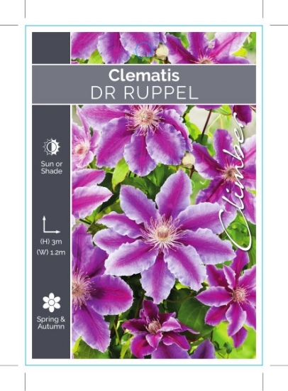 Picture of CLEMATIS DR RUPPEL                                                                                                                                    